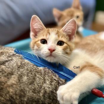 Carl -  Domestic Short Hair Cat for Adoption in Topsham, Maine - Carl | PetCurious