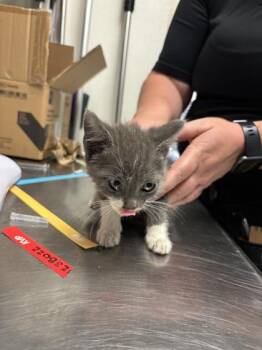 Ned Pepper -  Domestic Short Hair Cat for Adoption in Bellevue, Washington - Ned Pepper | PetCurious