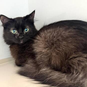 Domestic Medium Hair Cats Available for Adoption - Maelle | PetCurious