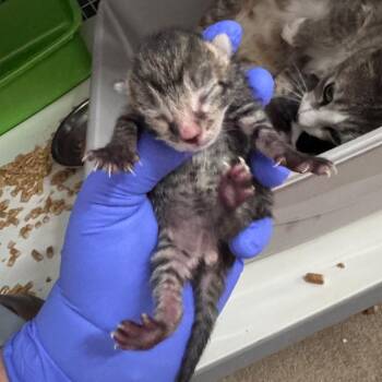 Domestic Short Hair Cats Available for Adoption in Columbiana, Alabama - Pablo Picasso | PetCurious
