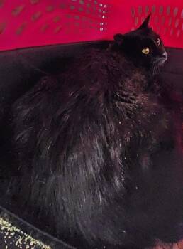 Lawn -  Domestic Short Hair Cat for Adoption in Republic, Missouri - Lawn | PetCurious