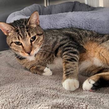 Cosmo -  Domestic Short Hair Cat for Adoption in Sarasota, Florida - Cosmo | PetCurious