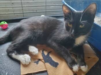 Rescue Domestic Short Hair Cats for Adoption in Daytona Beach, Florida - Greg | PetCurious