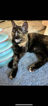Rescue Domestic Short Hair Cats for Adoption in Crowley, Texas - Maudie | PetCurious