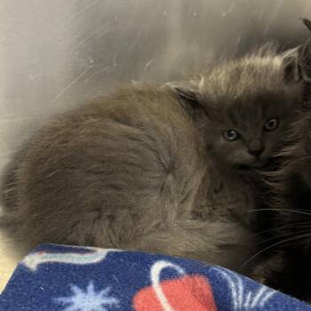 Piper -  Domestic Medium Hair Cat for Adoption in Medford, Oregon - Piper | PetCurious