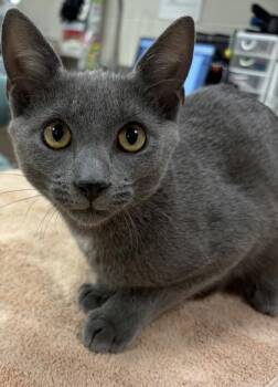 Vlad -  Domestic Short Hair Cat for Adoption in Fishers, Indiana - Vlad | PetCurious