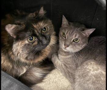 Domestic Long Hair Cats Available for Adoption - Sprinkles | PetCurious