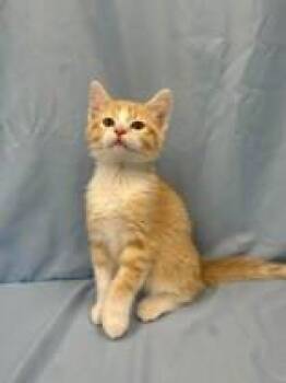 Kaiju -  Domestic Short Hair Cat for Adoption in Mccook, Nebraska - Kaiju | PetCurious