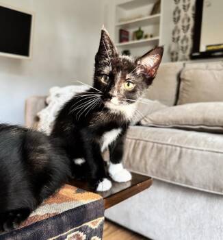 Ivar -  Domestic Short Hair Cat for Adoption in Franklin, Tennessee - Ivar | PetCurious