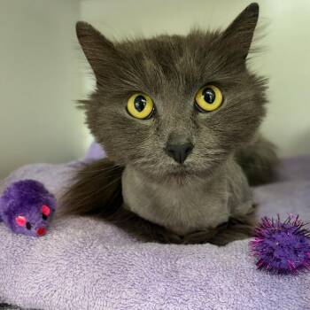 Domestic Long Hair Cats Available for Adoption - Maeby | PetCurious