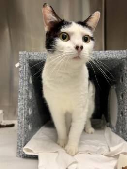Domestic Short Hair Cats Available for Adoption - CHARLEY | PetCurious
