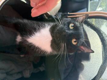 Fisher -  Domestic Short Hair Cat for Adoption in Wilmington, North Carolina - Fisher | PetCurious