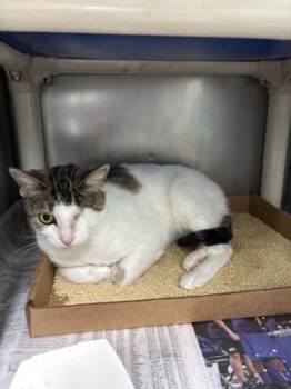 Domestic Short Hair Cats Available for Adoption in Morristown, New Jersey - Dorothy | PetCurious