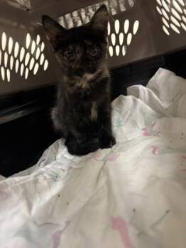 Palm -  Domestic Short Hair Cat for Adoption in Charleston, South Carolina - Palm | PetCurious