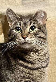 Haley -  Domestic Short Hair Cat Available for Adoption in St. Peters, Missouri - Haley | PetCurious