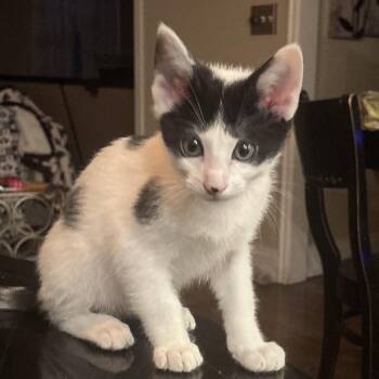 Long John -  Domestic Short Hair Cat for Adoption in Grantsville, Utah - Long John | PetCurious