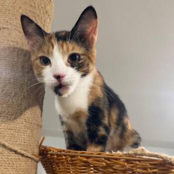 Daisy -  Domestic Short Hair Cat for Adoption in Los Angeles, California - Daisy | PetCurious