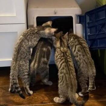 Domestic Short Hair Cats Available for Adoption in Madison, Wisconsin - Tommy | PetCurious