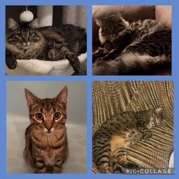 Rocket and Stitch -  Tabby Cat for Adoption in Newton, Illinois - Rocket And Stitch | PetCurious