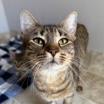 Magnolia -  Domestic Short Hair Cat for Adoption in Midland, Texas - Magnolia | PetCurious