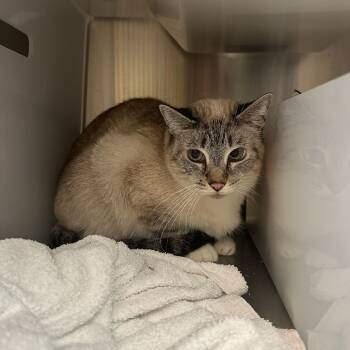 Rescue Siamese Cats for Adoption in Goleta, California - Tsing | PetCurious