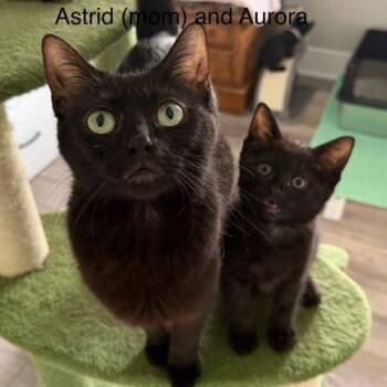 Aurora -  Domestic Short Hair Cat Available for Adoption in Kenosha, Wisconsin - Aurora | PetCurious