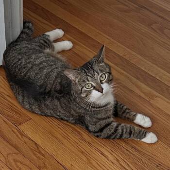 Domestic Short Hair Cats Available for Adoption in North Branford, Connecticut - 26-27 January | PetCurious