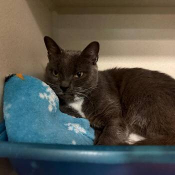 Daenerys -  Domestic Short Hair Cat for Adoption in Lakeland, Florida - Daenerys | PetCurious