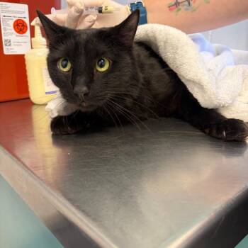 Domestic Long Hair Cats Available for Adoption - Doc | PetCurious