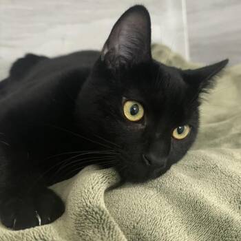 Jellybean -  Domestic Short Hair Cat for Adoption in Yucca Valley, California - Jellybean | PetCurious