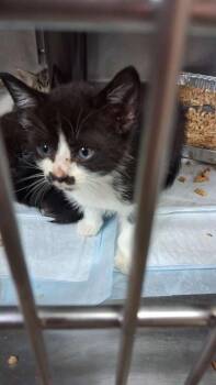 Domestic Short Hair Cats Available for Adoption in Burnsville, North Carolina - Cookies And Cream | PetCurious