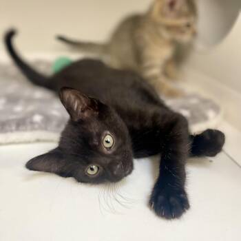 Skitty -  Domestic Short Hair Cat for Adoption in Champaign, Illinois - Skitty | PetCurious