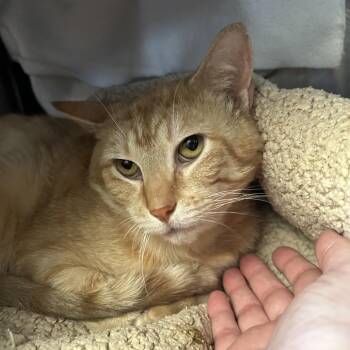 Domestic Short Hair Cats Available for Adoption in Charlottesville, Virginia - Pip | PetCurious
