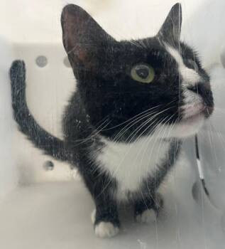 Domestic Short Hair Cats Available for Adoption - Paris | PetCurious