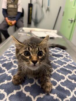 Norman -  Domestic Long Hair Cat for Adoption in Bloomington, Indiana - Norman | PetCurious