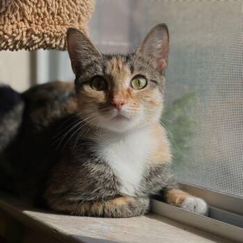 Autumn -  Domestic Short Hair Cat for Adoption in Houston, Texas - Autumn | PetCurious