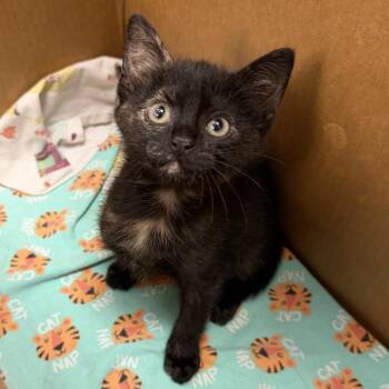 Domestic Short Hair Cats Available for Adoption in Austin, Texas - Kissy Boo Boo 13 | PetCurious
