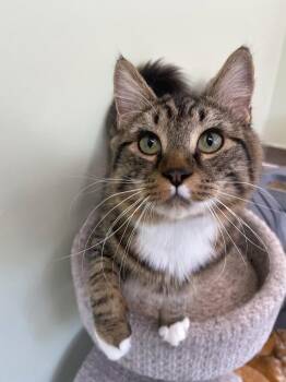 Fred Junior -  Domestic Long Hair Cat Available for Adoption in Trenton, Maine - Fred Junior | PetCurious