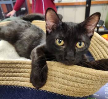 Rescue Domestic Short Hair Cats for Adoption in Mason City, Iowa - Bratwurst | PetCurious