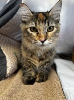 Houdini -  Domestic Long Hair and Domestic Short Hair Cat for Adoption in Roseville, California - Houdini | PetCurious
