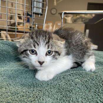 Cricket -  Domestic Short Hair Cat Available for Adoption in Edwardsville, Illinois - Cricket | PetCurious