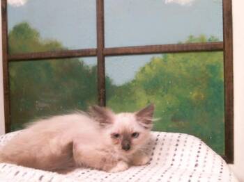 DOBBY -  Domestic Short Hair Cat for Adoption in Houston, Texas - DOBBY | PetCurious