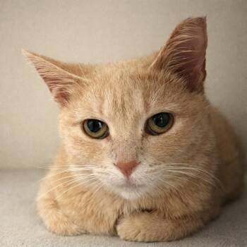 Domestic Short Hair Cats Available for Adoption in Pontiac, Michigan - Blondie | PetCurious