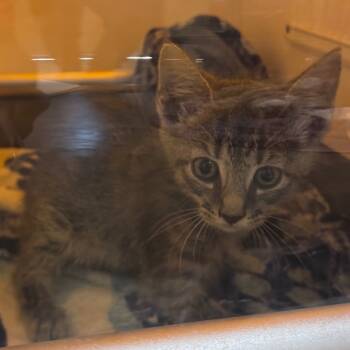 Rescue Domestic Short Hair Cats for Adoption in Columbus, North Carolina - Peter | PetCurious