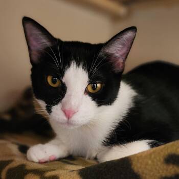Chloe - Bonded to her sister Jinx and they must be adopted toget -  Tuxedo Cat for Adoption in Conroe, Texas - Chloe - Bonded To Her Sister Jinx And They Must Be Adopted Toget | PetCurious