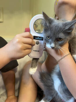 Rescue Domestic Short Hair Cats for Adoption in St. Cloud, Minnesota - Little Rocky | PetCurious