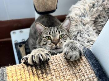 Funk Master Flash -  Domestic Short Hair Cat for Adoption - Funk Master Flash | PetCurious