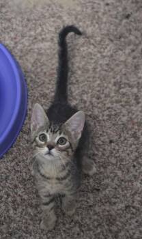 Beatle -  Domestic Short Hair Cat for Adoption in Fishers, Indiana - Beatle | PetCurious