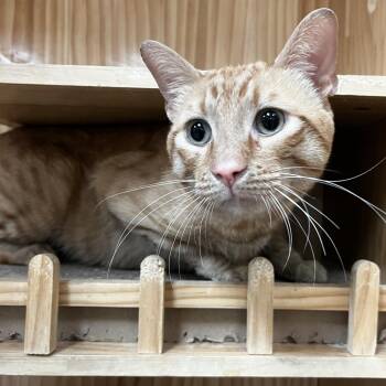 Domestic Short Hair Cats Available for Adoption in Yucca Valley, California - Shelby | PetCurious