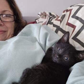 Rescue Domestic Short Hair Cats for Adoption in Woodbridge Township, New Jersey - Reyliegh | PetCurious